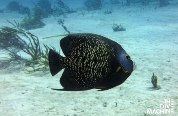 Scuba Diving in Playa del Carmen or Tulum
