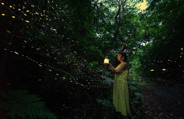 【March-June】Private Firefly Viewing & Stargazing tour