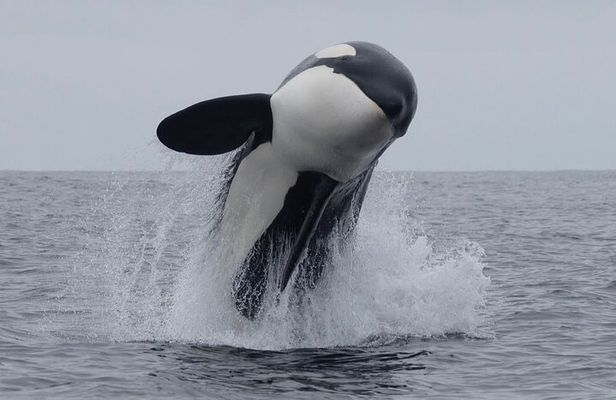 Kaikoura Whale Watching Day Trip from Christchurch