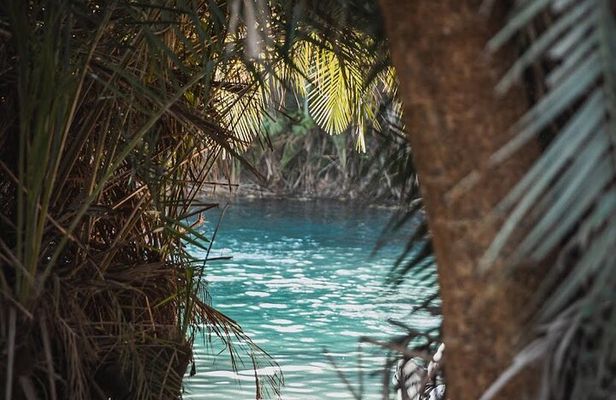 Kikuletwa Springs Private Swimming Activity Adventure