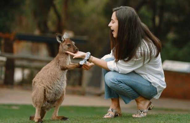 From Sydney Blue Mountains Private Tour with Wildlife Park 