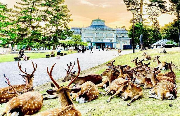 Kyoto/Osaka: Kyoto and Nara Customized Private Guided Tour