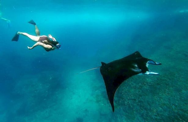 Nusa Penida Island West Snorkeling With Manta Rays