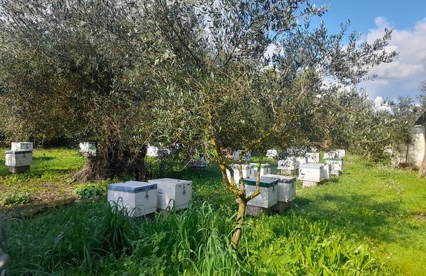 Corfu Private Tastings and Beach Tour