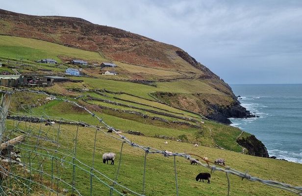 Dingle: Slea Head Drive Tour Full Day - Personal Chauffeur Guide