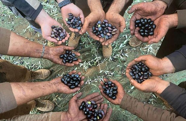 Full Day Olive Oil Farm and Nicotera Tour with Calabrian lunch
