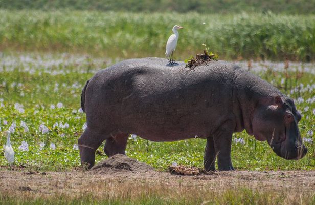 One Day Safari in Akagera National Park