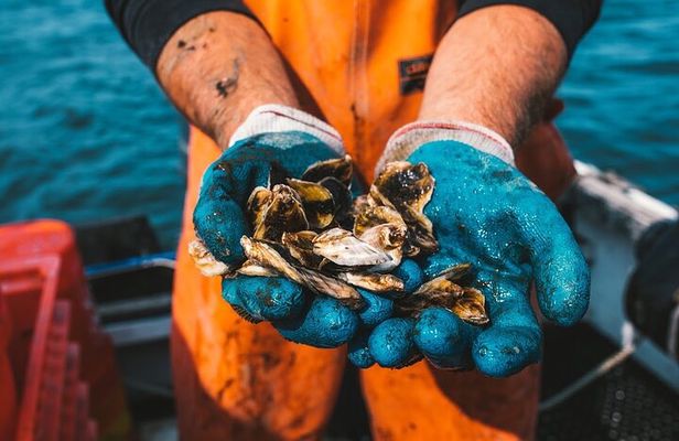 Private West Passage Oyster Tasting Aquaculture Tour