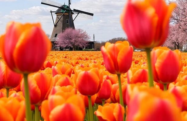 Amsterdam: Private Tour Windmills, Castle and Volendam