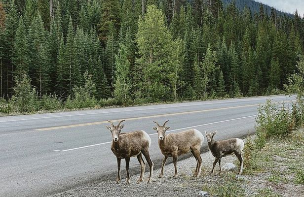 Banff Sightseeing Tour