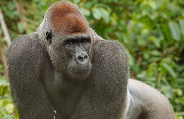 Visit the Ebogo site and Méfou Park from Yaoundé