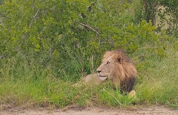 Kruger Park Safari from Maputo 
