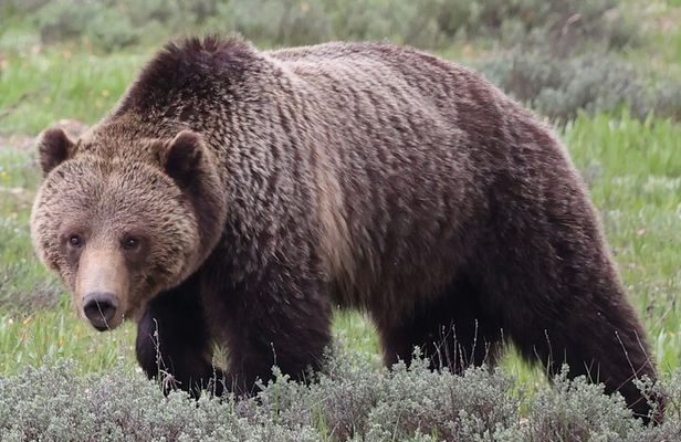 Yellowstone Full Day Tours 