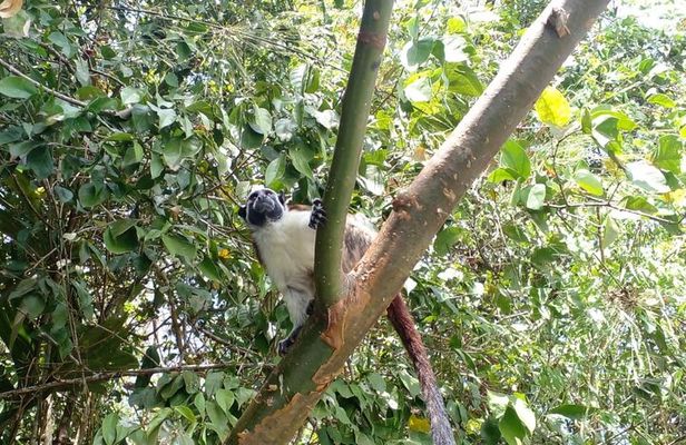 Guided Monkey Island Tour and the Sloth Sanctuary Visit