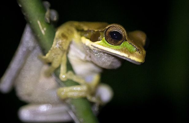 La Fortuna Rainforest Guided Night Tour