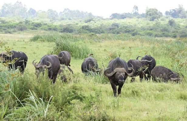  Nairobi National Park Safari Group Tour Experience
