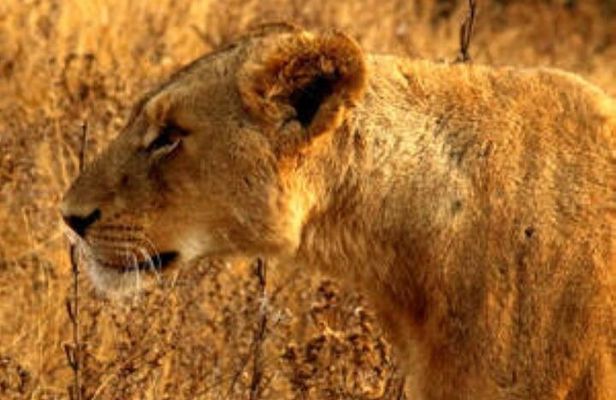 Full Day Kruger Safari