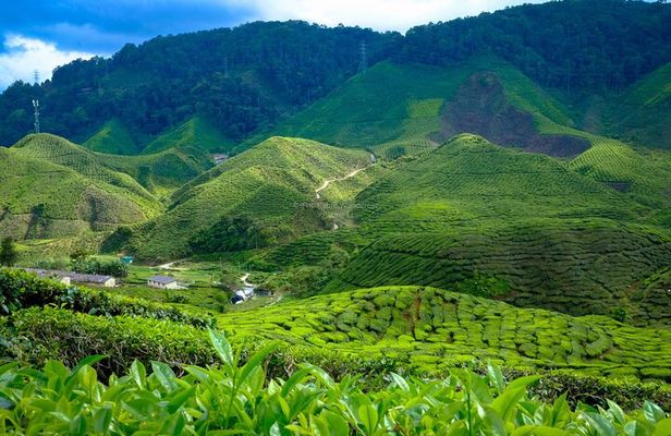 Cameron Highlands Full Day Join in Tour