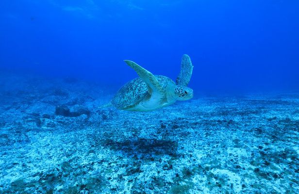 Private Diving Experience in Praia João Fernandinho