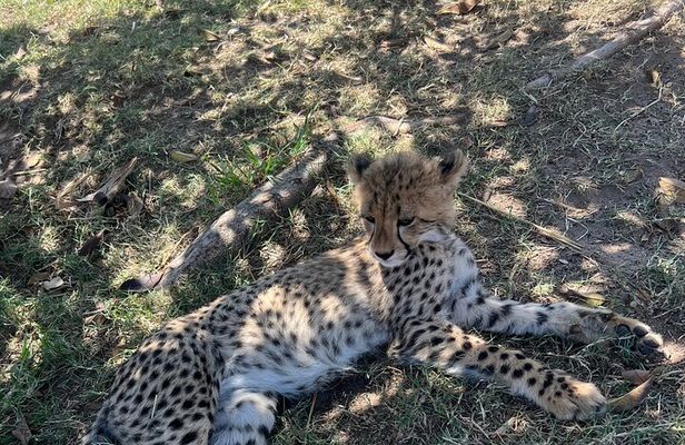 Somerset West Cheetah Outreach Museum Ticket Tour