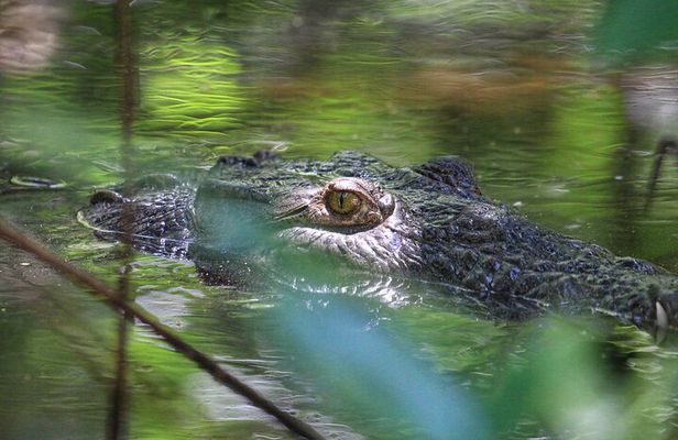 Nature Adventure in the Mangroves of Barra de Santiago