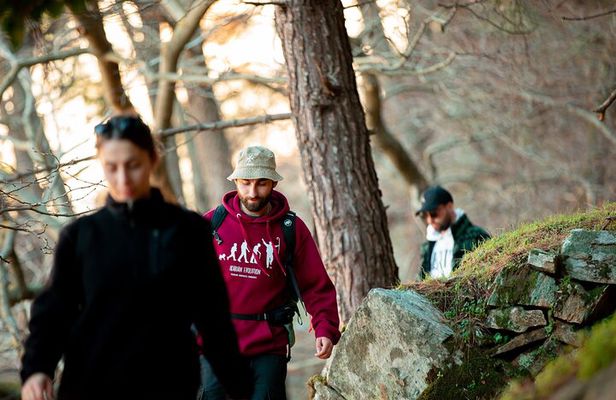 Randi's Forrest & Seychelles