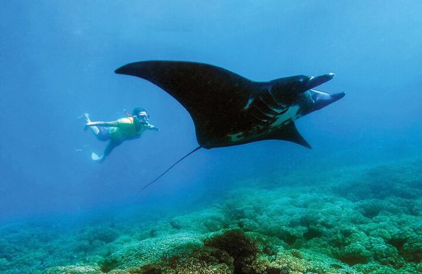 Manta Ray Experience