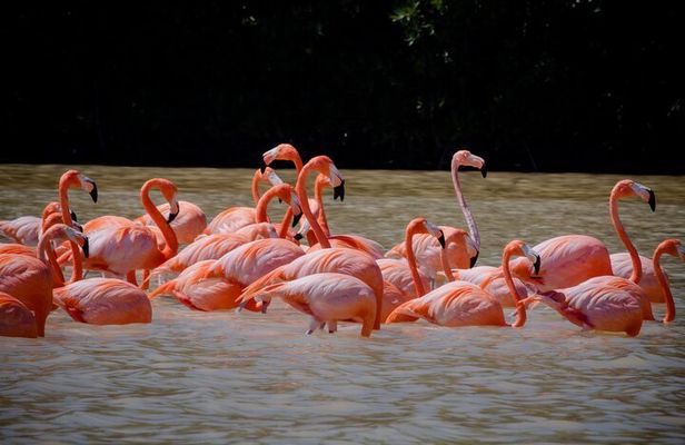 Excursion to Celestun Biosphere and Beach Day from Merida