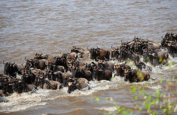 3 Days Maasai Mara Great Migration Guided Safari from Nairobi
