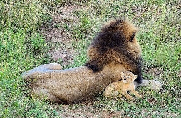 Three days two nights Masai Mara with pickup