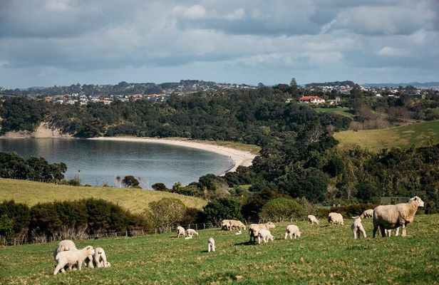 Auckland Hidden gem Tour