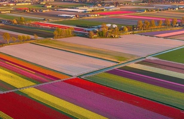 Tulips and Windmills Private Tour from Amsterdam