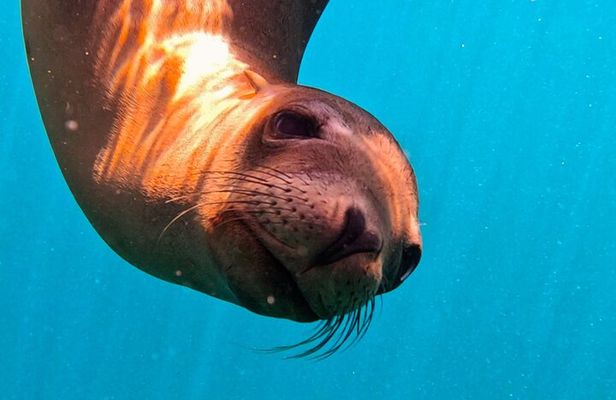 Sea-fari Full Day Adventure Snorkel Freedive 