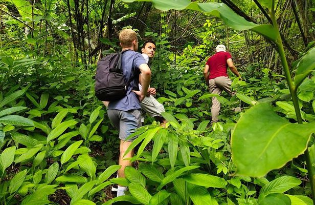 From Chiang Rai Jungle Adventure Group Trekking Bamboo Cooking
