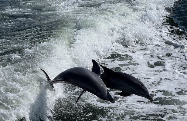 Charlotte Harbor: Dolphin Discovery Day Cruise