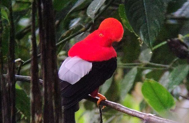 Professional Guide For andean cock of the Rock in Mindo