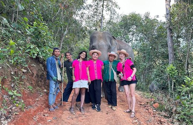 Ethical Elephant Observation Half Day from Chiang Mai