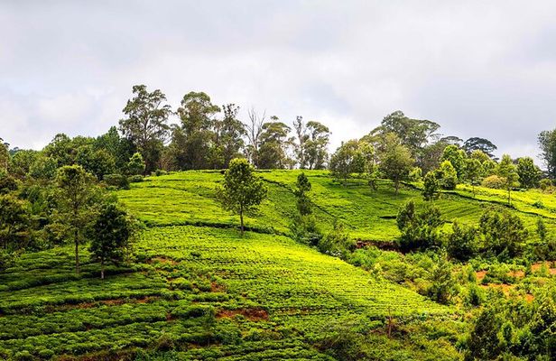 Coimbatore to Ooty Day Trip - Explore A Perfect Hill Station 