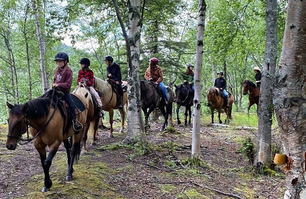 One and Half Hour Trail Ride at The Base of Chugach Mountains