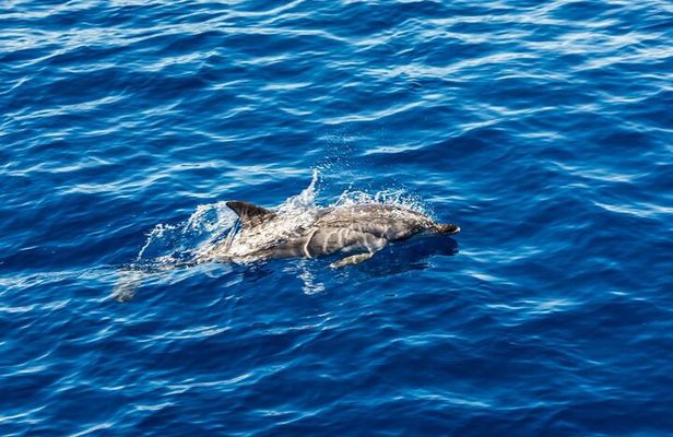 Ortigia-blue cave island tour with dolphin sighting