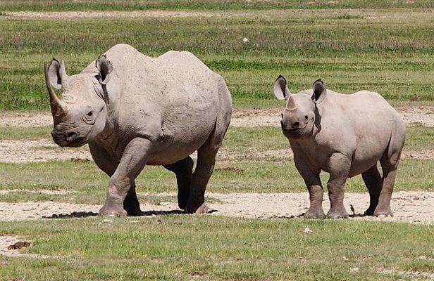 3 Days Lake Manyara Ngorongoro Crater and Tarangire Safari