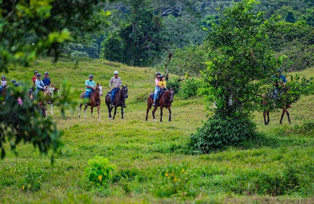 Pacos Horseback Ride Through Arenal’s Forest and Cross Rivers