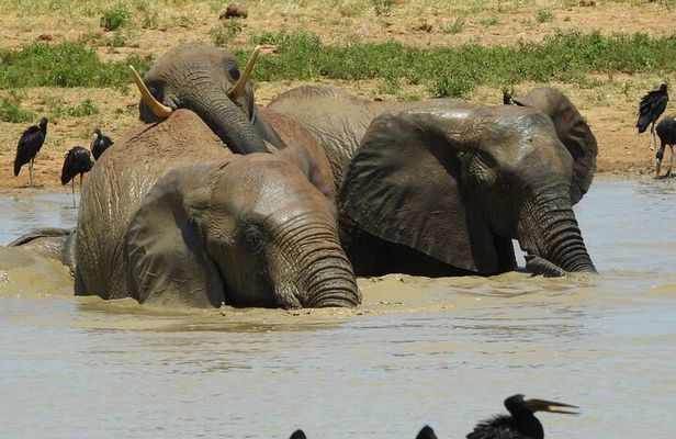 2 Days Tsavo East Safari from Mombasa