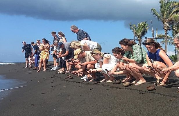 Bali Horse Riding and Turtle Release at Saba Beach