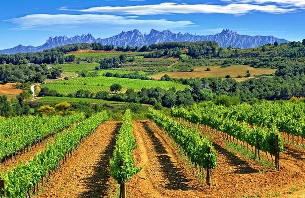 From Barcelona: El Penedès Hike & Wines