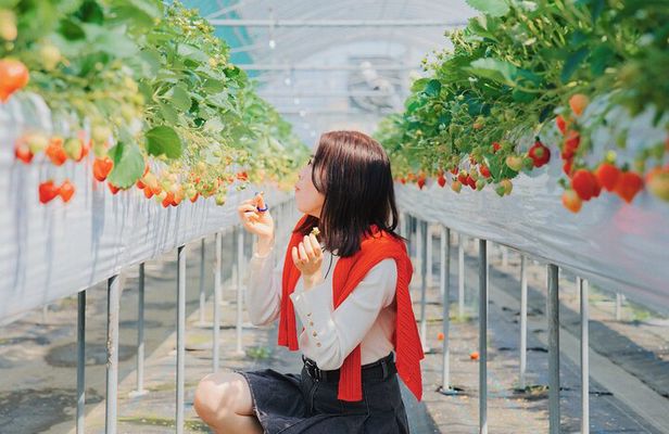 YokaBus Fukuoka Strawberry Picking and Sakura Dyeing Experience