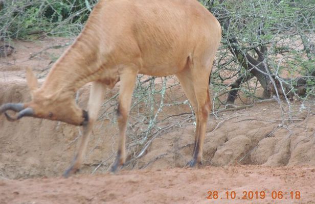 2 Days 1 Night Murchison falls Park Wildlife Safari