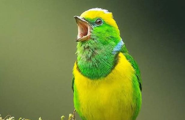 Birdwatching Tour in the Wildlife of Monteverde