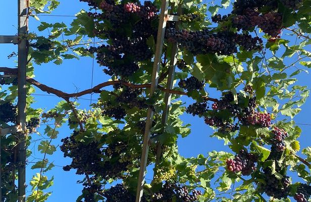Wine & Olive Oil tasting one day private tour in Crete