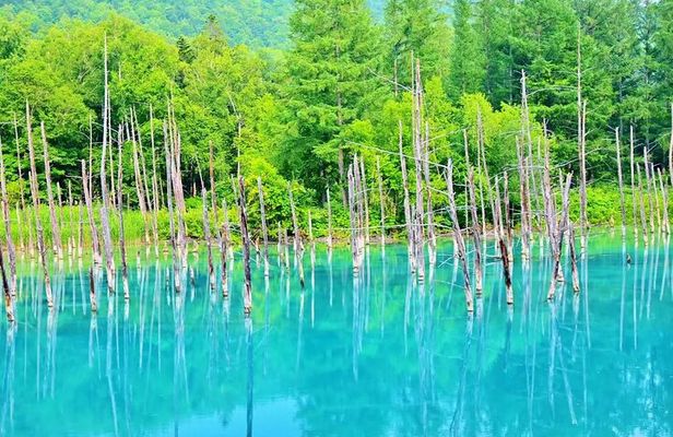 Farm Tomita Shikisai Hill Blue pond with optional Buffet| Sapporo
